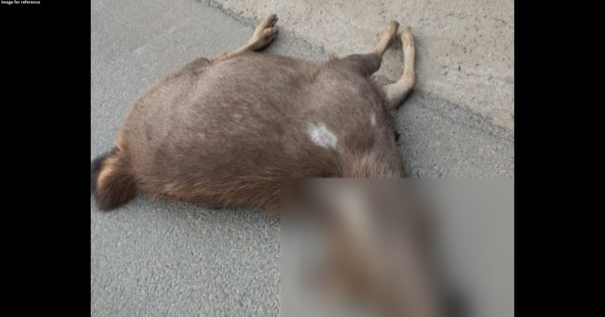 J-K: Sambar deer dies after being hit by vehicle on national highway in Udhampur